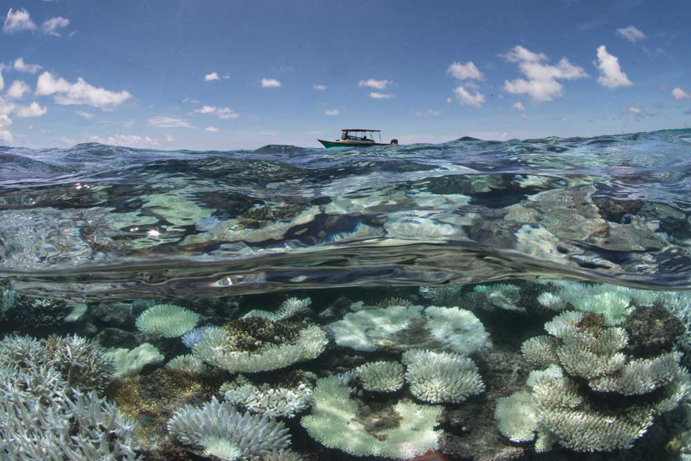 001 Coral Bleaching in the Maldives