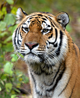 260-PUXC0119_SibTiger.jpg