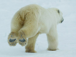 Eisbaeren-_c_-David-Jenkins-WWF-Canon_01.jpg