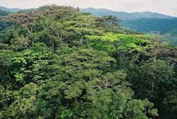 Regenwald_Patuca.jpg