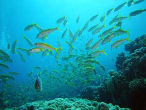 fische